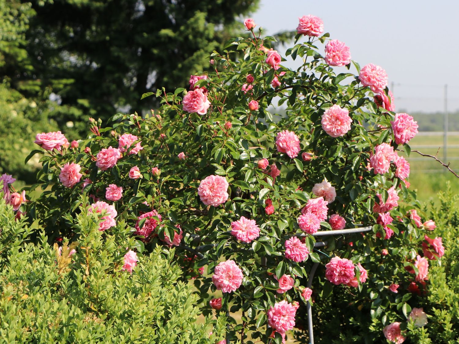 Ramblerrose 'Paul Noel'