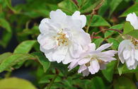 Ramblerrose 'Paul's Himalayan Musk Rambler'