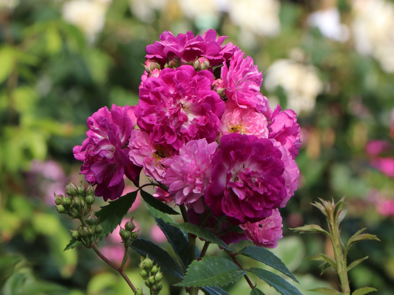 Ramblerrose 'Perennial Blue'