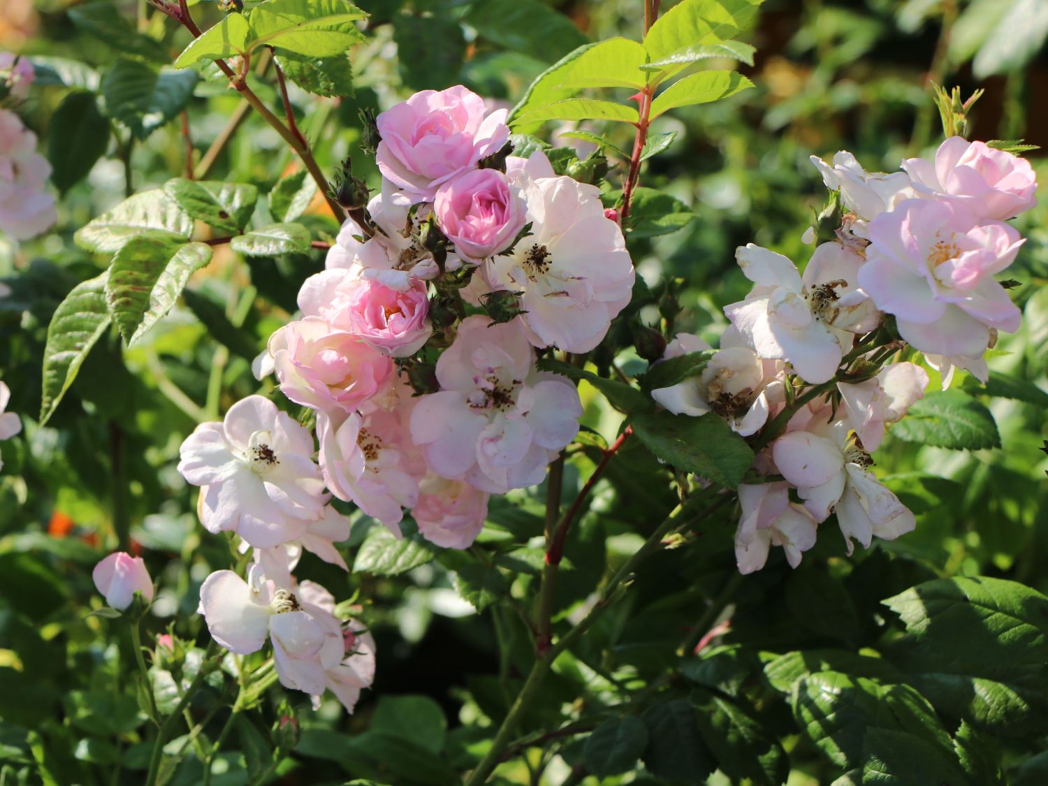 Ramblerrose 'Perennial Blush'
