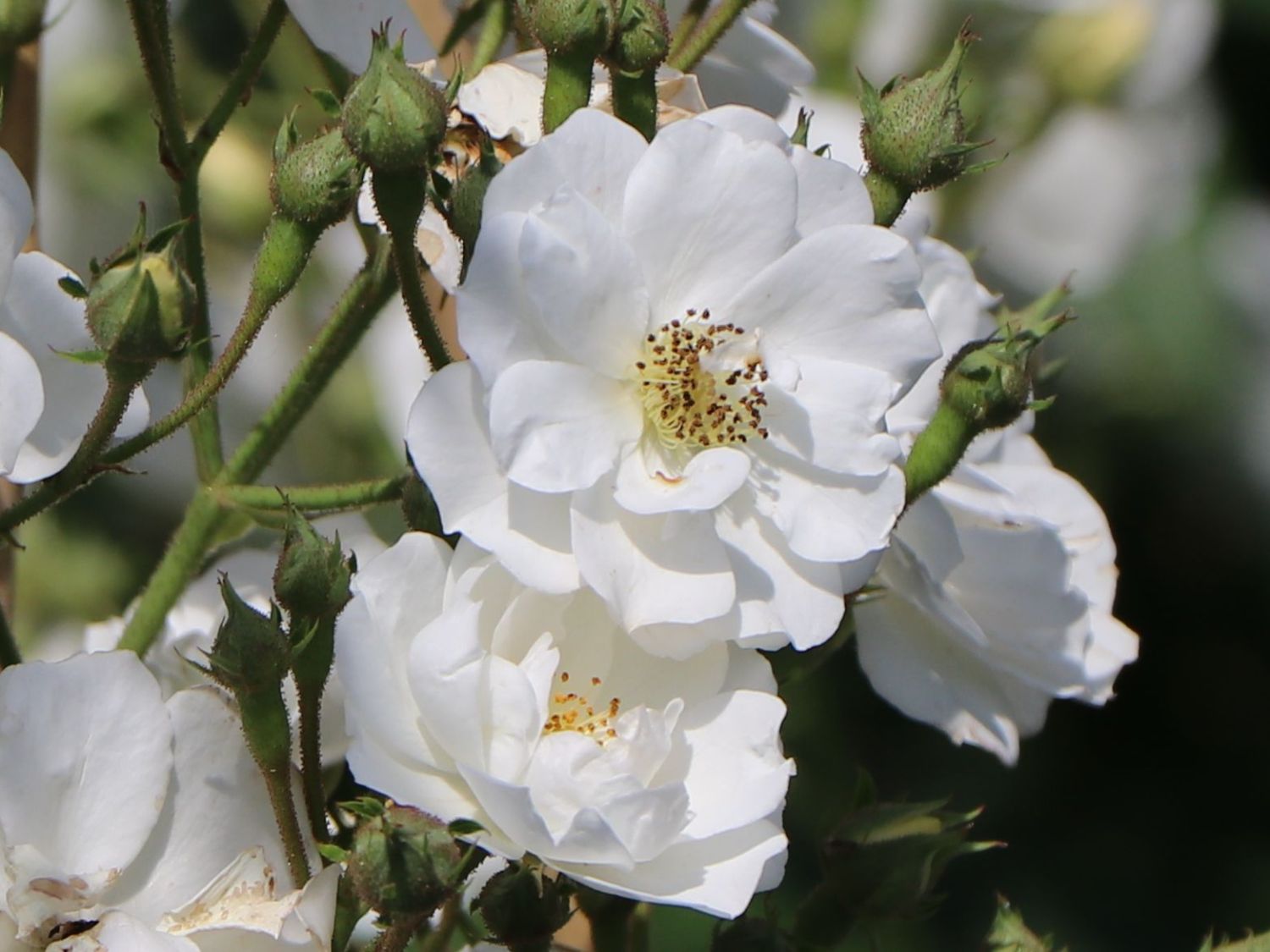 Ramblerrose 'Rambling Rector'