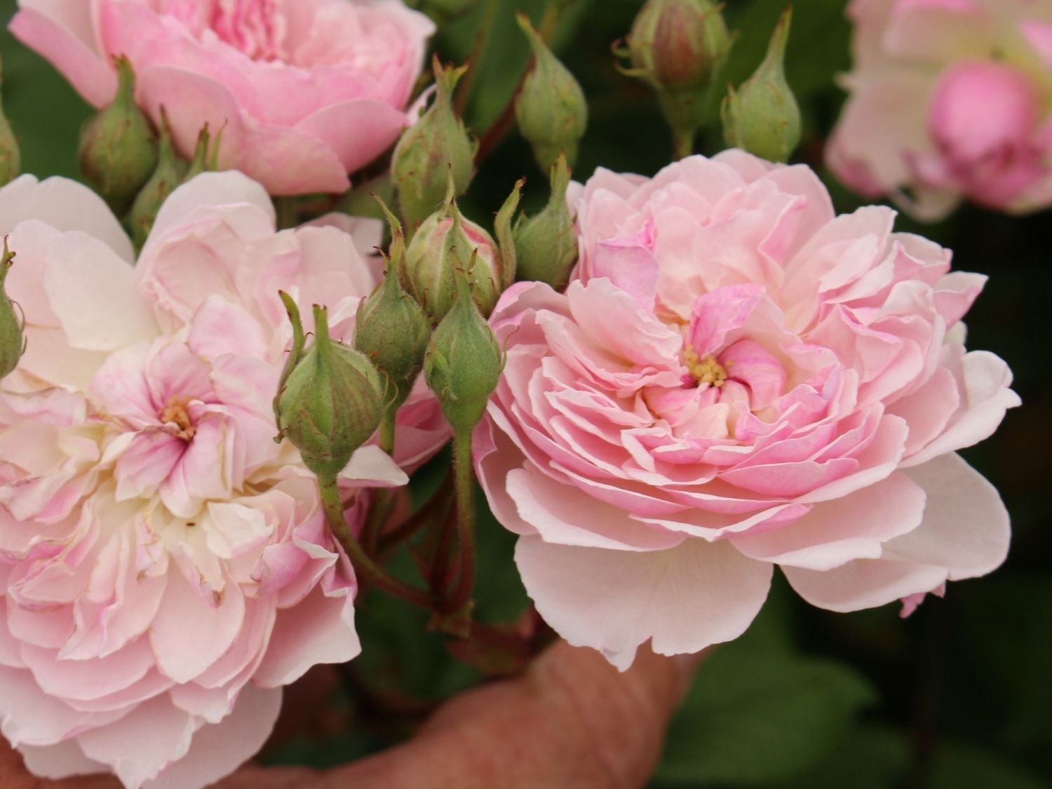 Ramblerrose 'Romantic Siluetta ®'