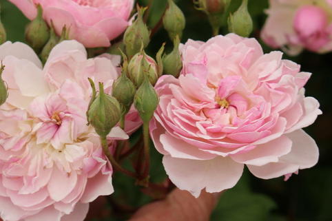 Ramblerrose 'Romantic Siluetta ®' - Rosa 'Romantic Siluetta ®'
