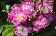 Ramblerrose 'Veilchenblau'