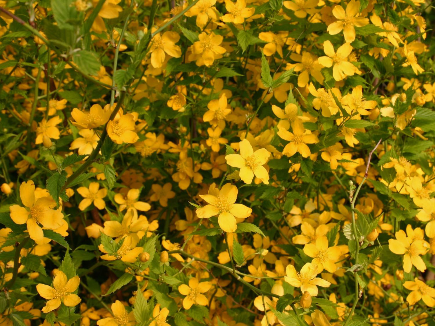 Ranunkelstrauch / Kerrie - Kerria japonica