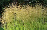 Rasen Schmiele 'Goldschleier'