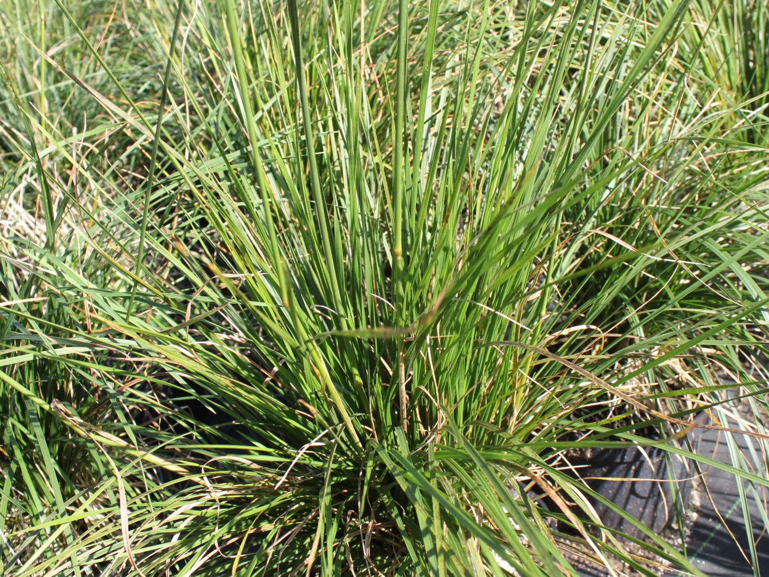 Schmielen (Deschampsia)