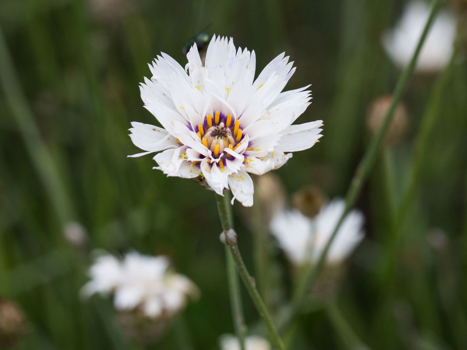 Rasselblume 'Alba'