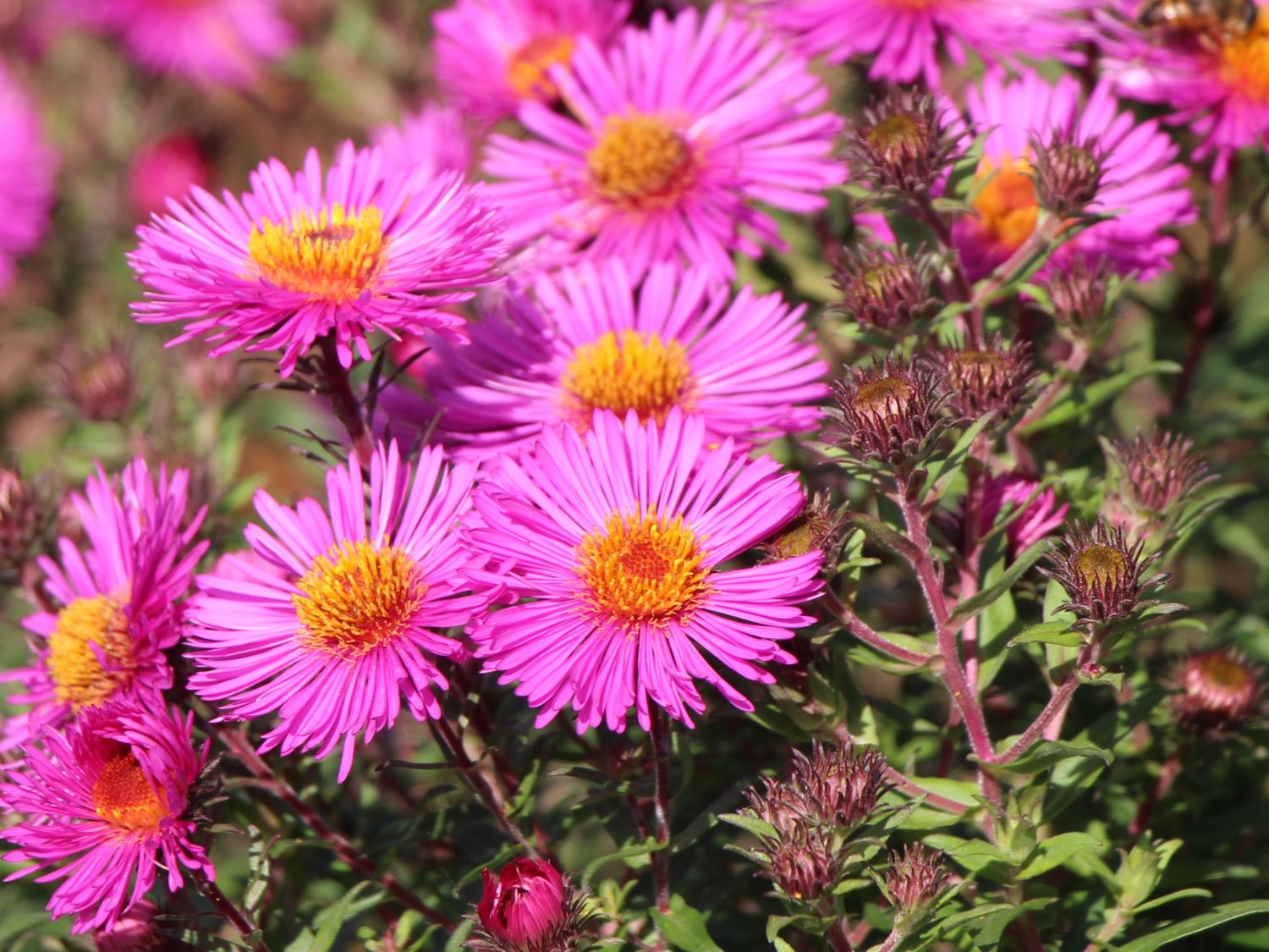 Raublatt-Aster 'Andenken an Paul Gerber'