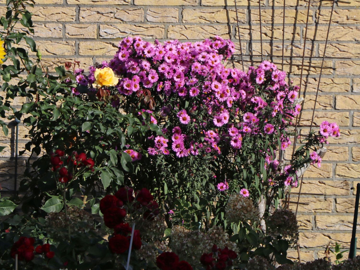 Raublatt-Aster 'Barr's Pink'