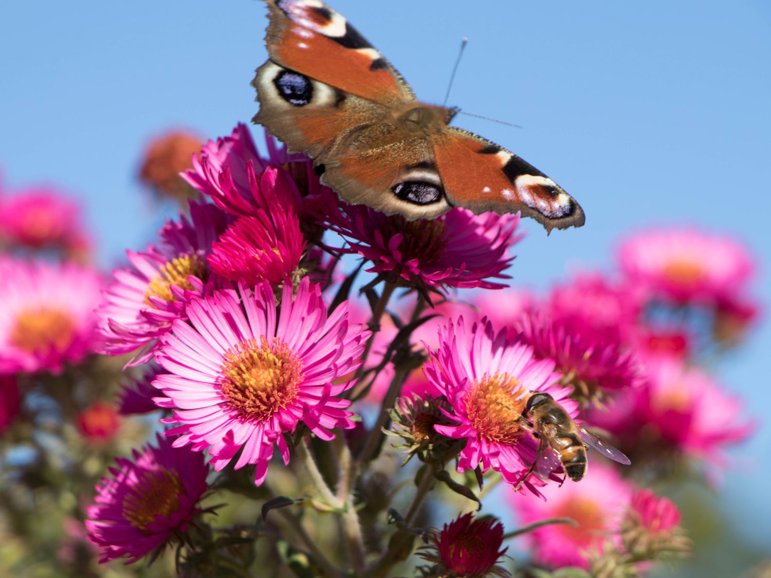 Raublatt-Aster 'Lachsglut'