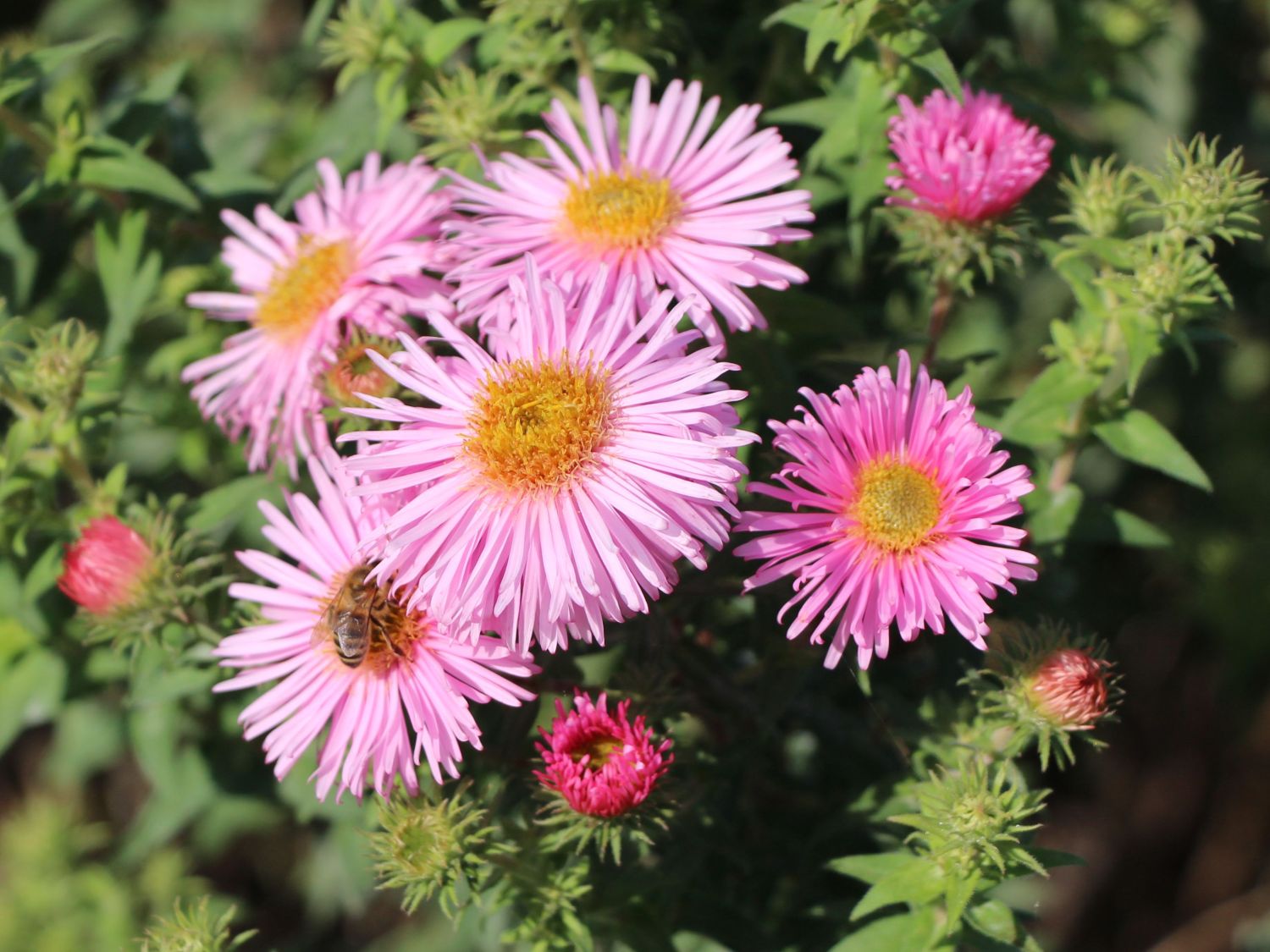 Raublatt-Aster 'Rosa Sieger'