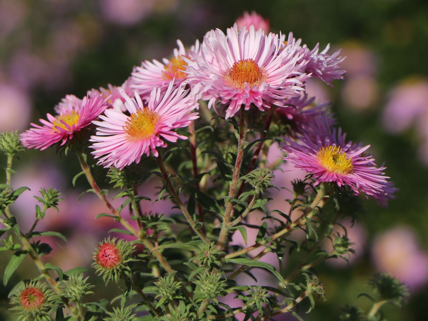 Raublatt-Aster 'Rosa Sieger' - Schönste Stauden & Expertenwissen