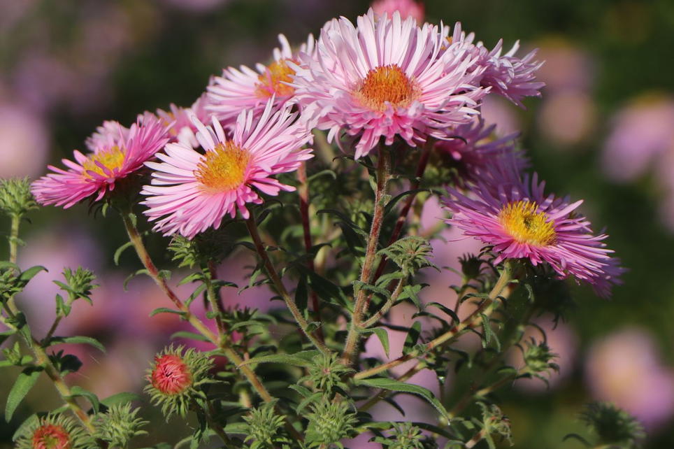 Raublatt-Aster 'Rosa Sieger' - Schönste Stauden & Expertenwissen