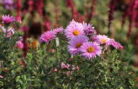 Raublatt-Aster 'Rudelsburg'