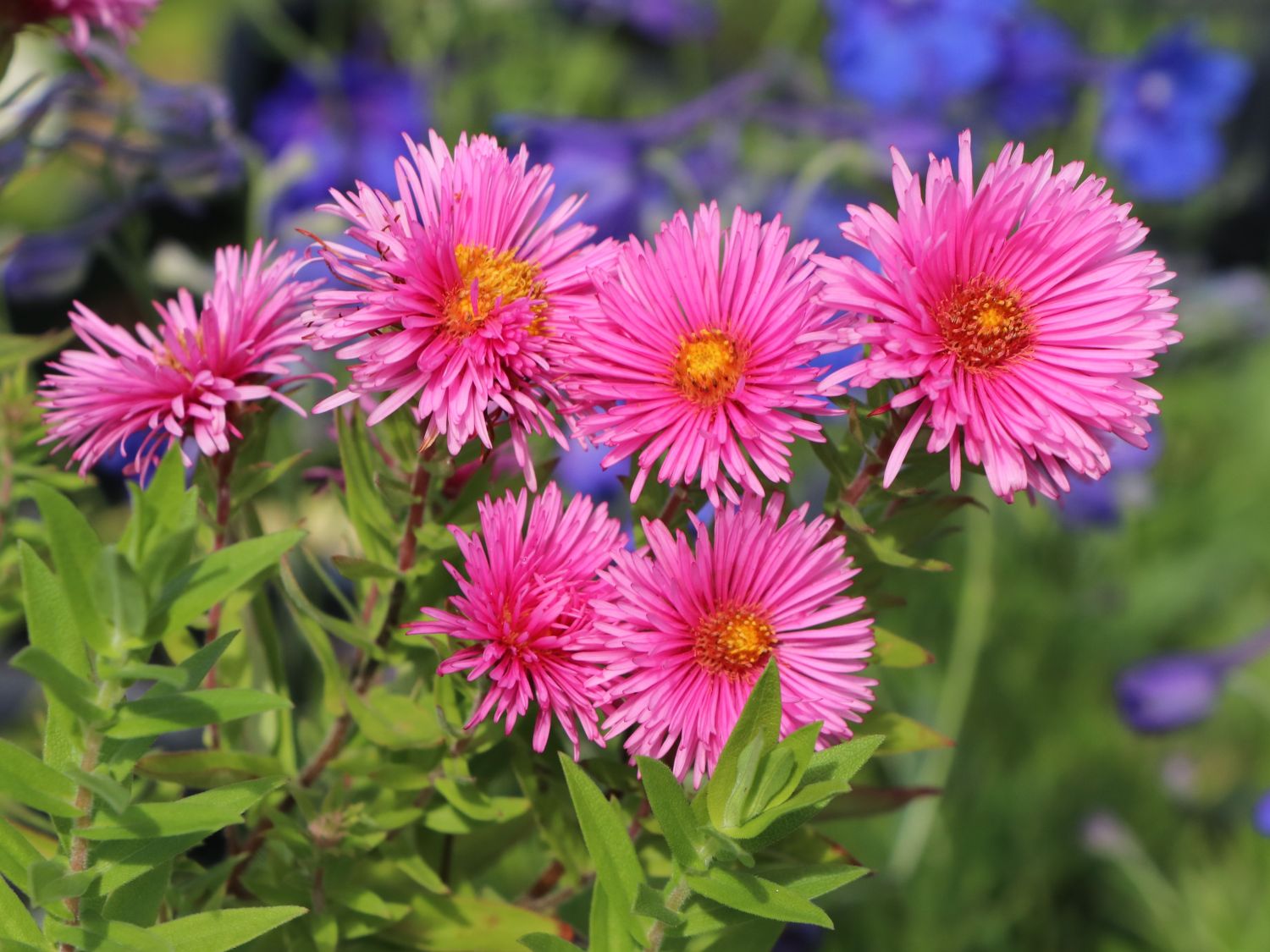 RaublattAster 'Rudelsburg' Schönste Stauden & Expertenwissen