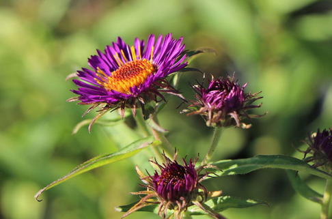 Raublatt-Aster 'Violetta' - Aster novae-angliae 'Violetta'