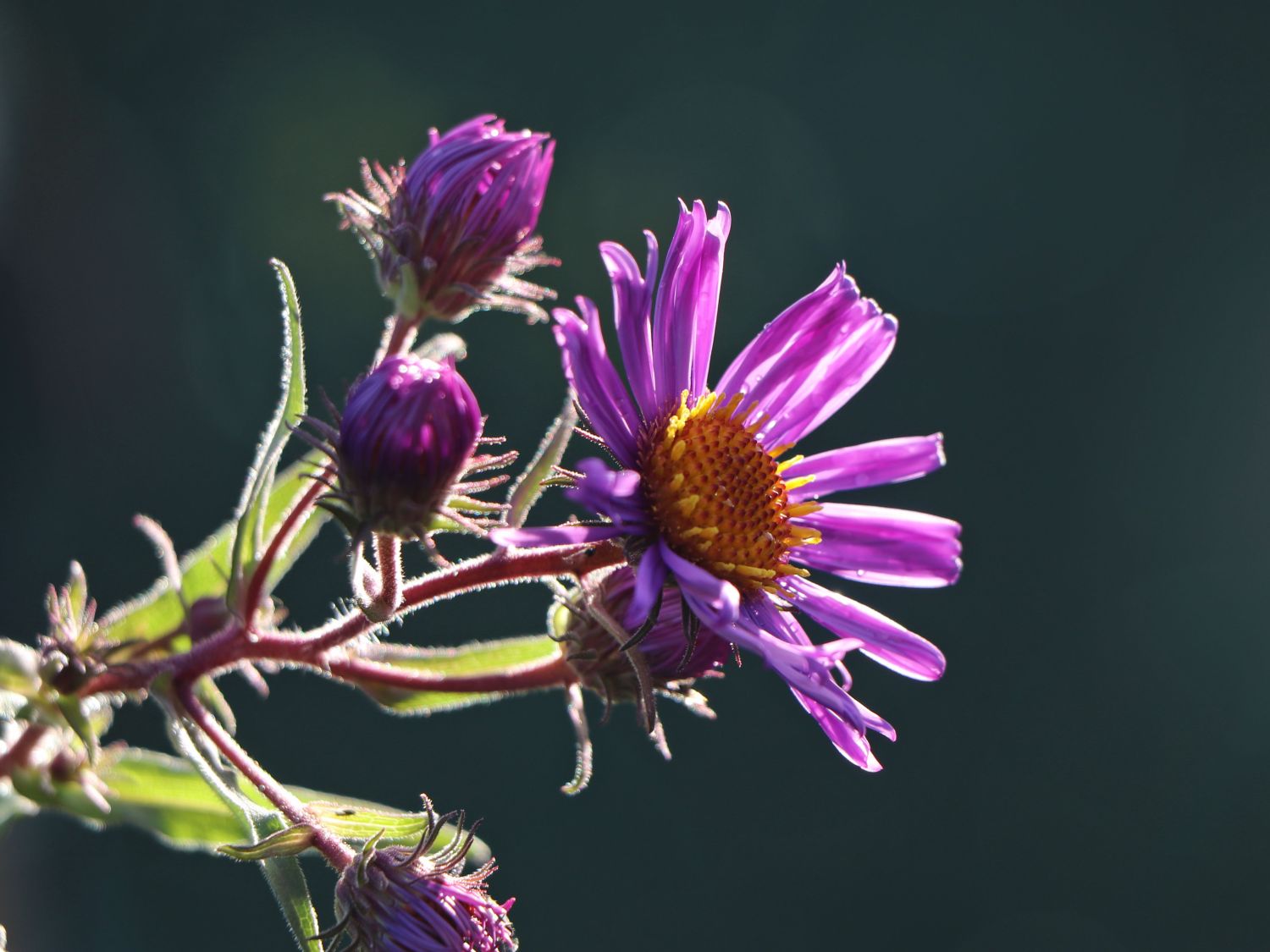 Raublatt-Aster 'W. Bowmann'