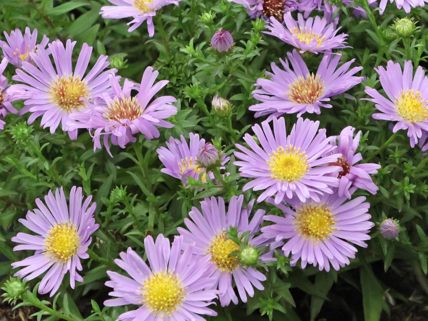 Raublatt-Aster 'Wood's Purple'
