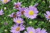 Raublatt-Aster 'Wood's Purple' - Aster novae-angliae 'Wood's Purple'