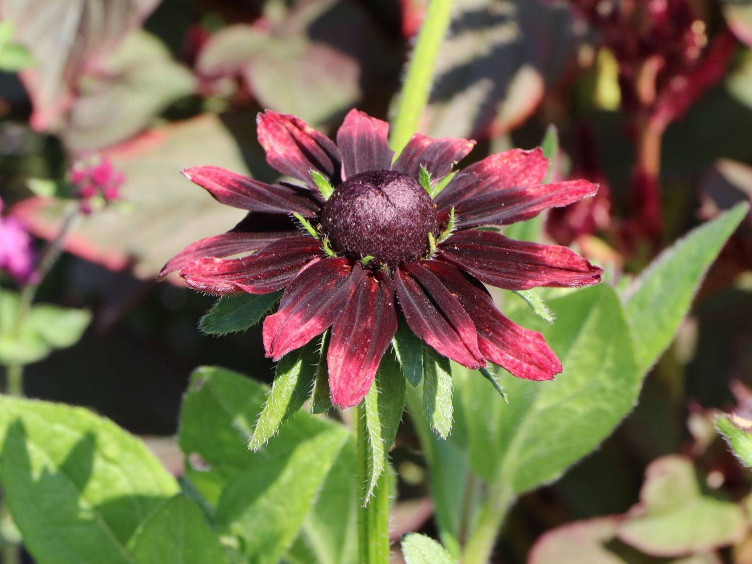 Rauer Sonnenhut 'Cherry Brandy'