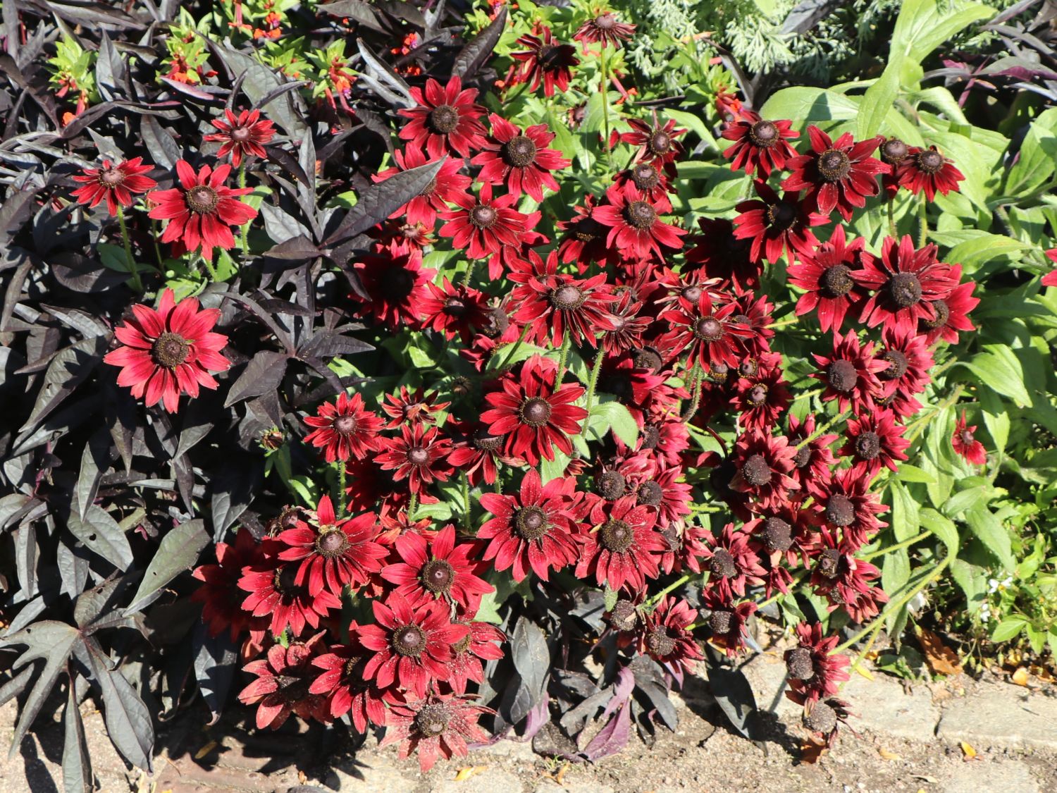 Rauer Sonnenhut 'Cherry Brandy' - Rudbeckia hirta 'Cherry Brandy'