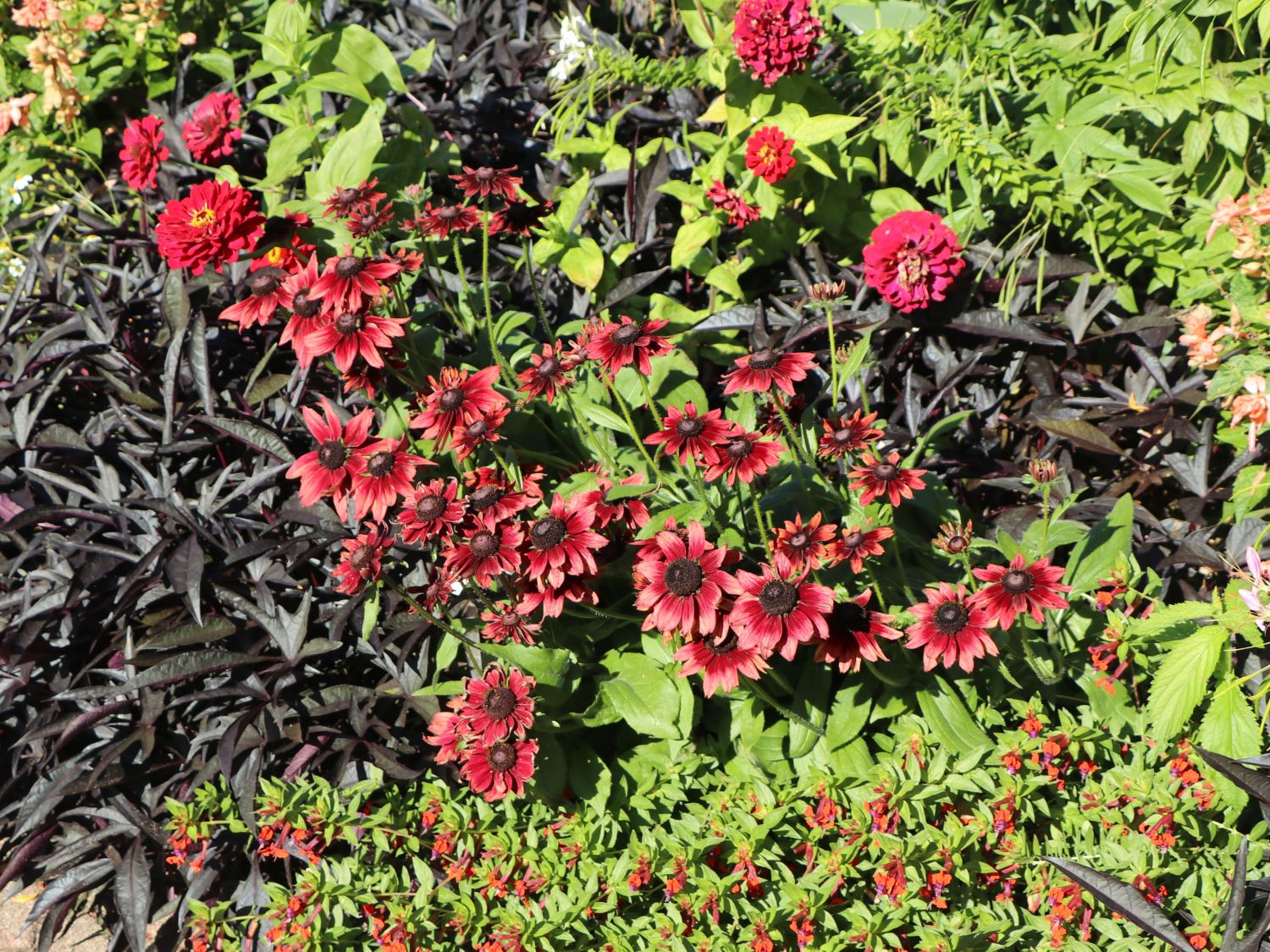 Rauer Sonnenhut 'Cherry Brandy' - Rudbeckia hirta 'Cherry Brandy'