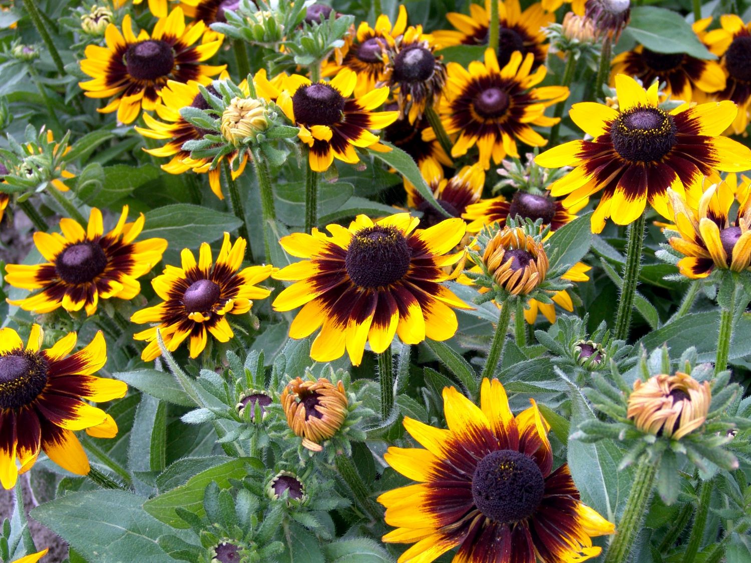 Rudbeckien (Rudbeckia)