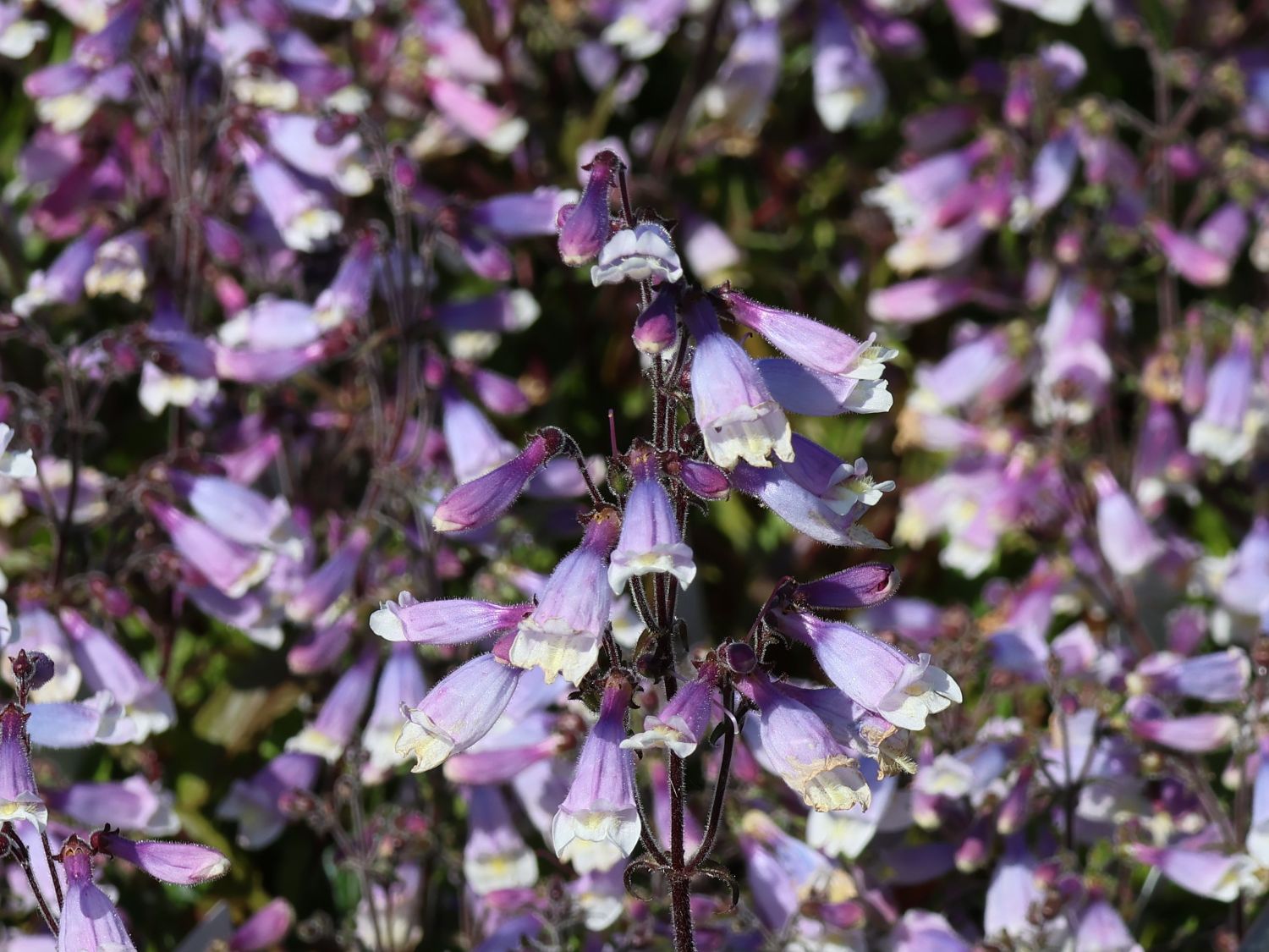 Rauhaariger Bartfaden 'Pygmaeus'