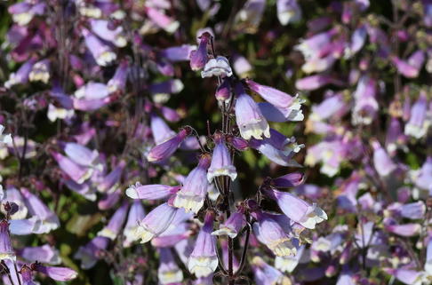 Rauhaariger Bartfaden 'Pygmaeus' - Penstemon hirsutus 'Pygmaeus'