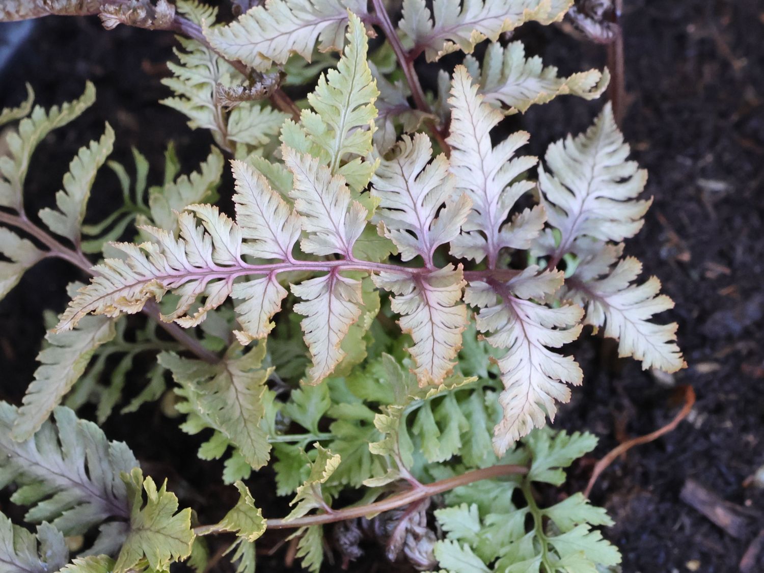 Regenbogenfarn 'Pewter Lace'