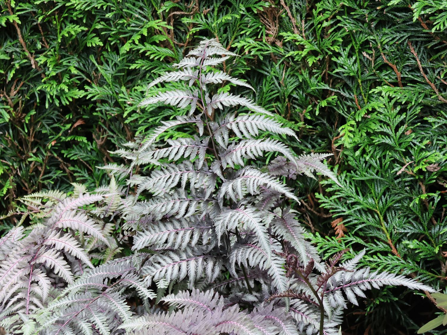 Regenbogenfarn 'Silver Falls'