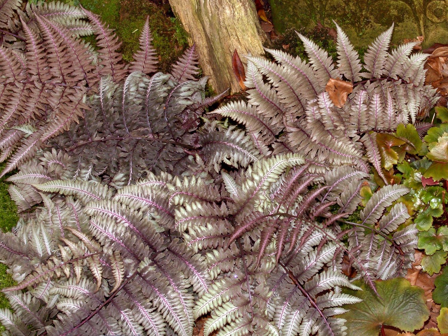 Regenbogenfarn 'Ursula's Red'