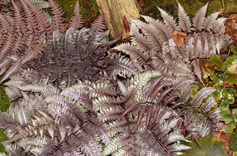 Regenbogenfarn 'Ursula's Red' - Athyrium niponicum 'Ursula's Red'