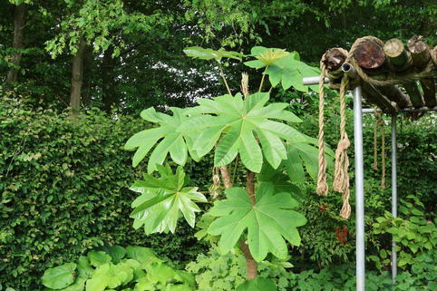 Reispapierbaum 'Rex' - Tetrapanax papyrifer 'Rex'