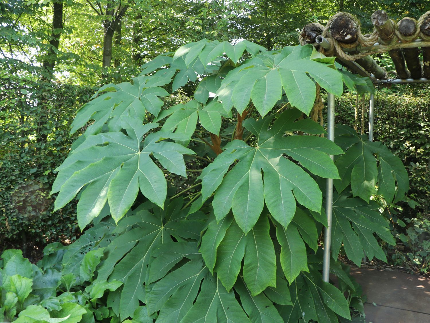 Reispapierbaum 'Rex' - Tetrapanax papyrifer 'Rex'