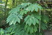 Reispapierbaum 'Rex' - Tetrapanax papyrifer 'Rex'