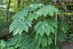 Reispapierbaum 'Rex' - Tetrapanax papyrifer 'Rex'