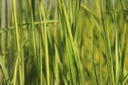 Reitgras 'England' - Calamagrostis x acutiflora 'England'