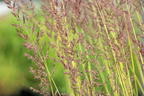 Reitgras 'England' - Calamagrostis x acutiflora 'England'