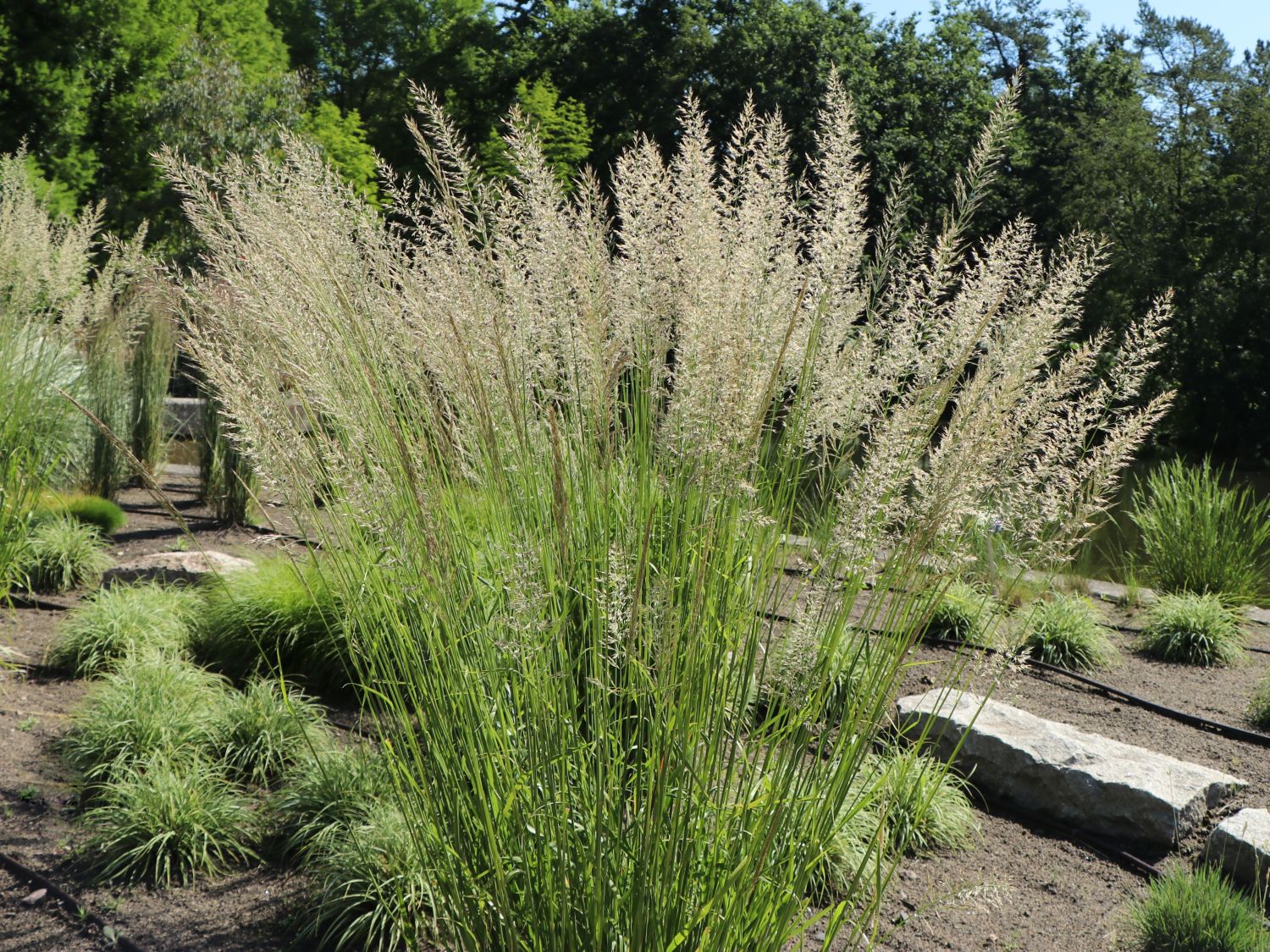 Reitgras 'Waldenbuch' - Calamagrostis x acutiflora 'Waldenbuch'