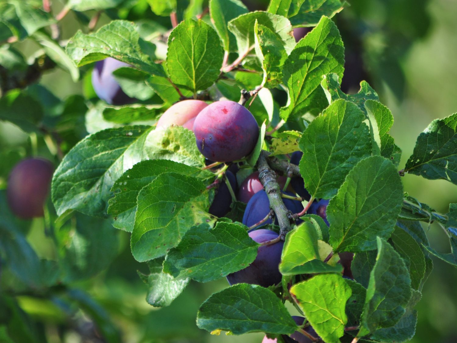 Reneklode 'Graf Althans Reneklode'