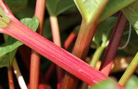 Rhabarber 'Canada Red'