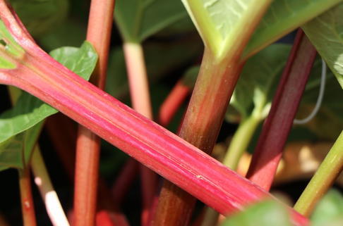 Rhabarber 'Canada Red' - Rheum rhabarbarum 'Canada Red'