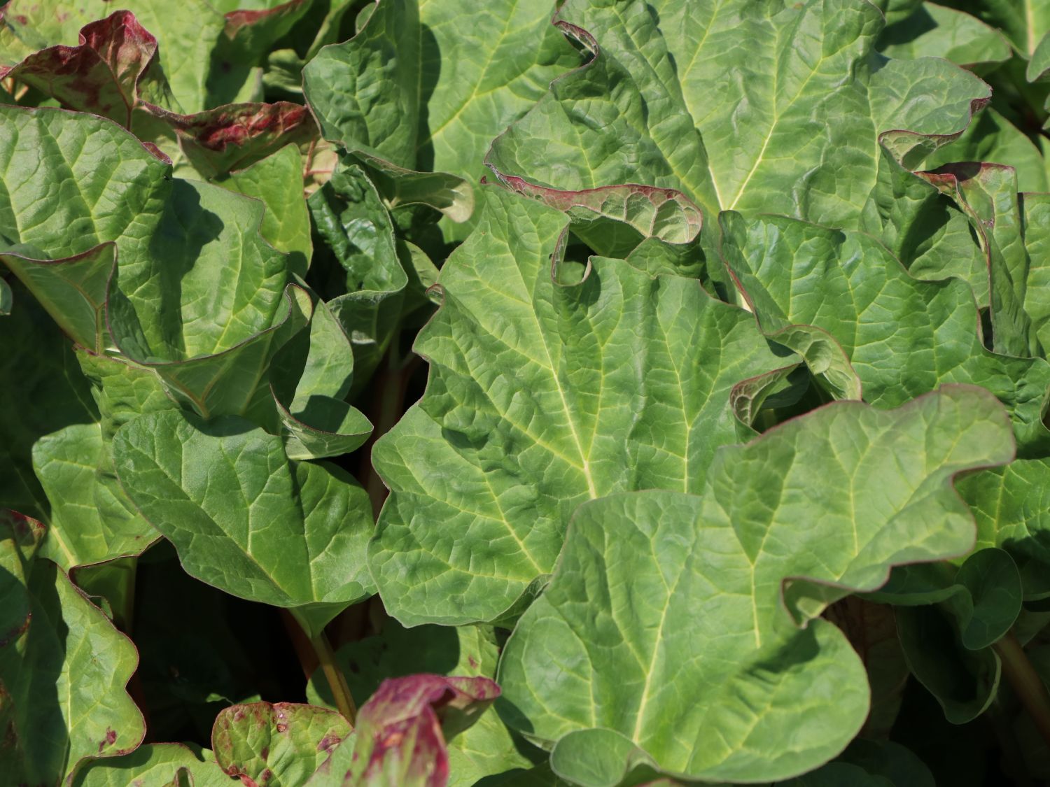 Rhabarber 'Canada Red' - Rheum rhabarbarum 'Canada Red'