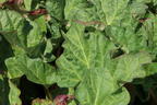 Rhabarber 'Canada Red' - Rheum rhabarbarum 'Canada Red'