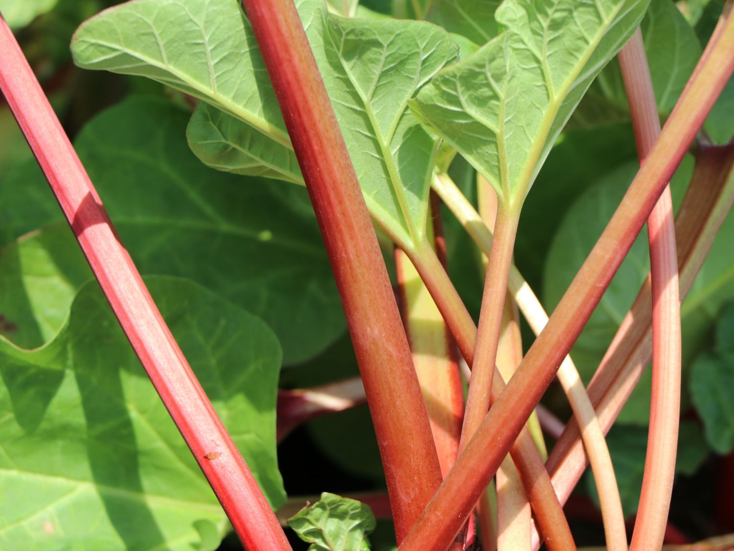 Rhabarber 'Canada Red' - Rheum rhabarbarum 'Canada Red'