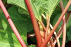 Rhabarber 'Canada Red' - Rheum rhabarbarum 'Canada Red'