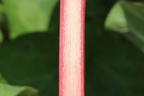 Rhabarber 'Canada Red' - Rheum rhabarbarum 'Canada Red'