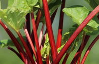 Rhabarber 'Elmsblitz'